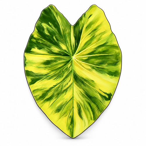 Yellow Variegated Alocasia Fridge Magnet